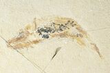 Cretaceous Fossil Fish With Shrimp - Lebanon #249856-1